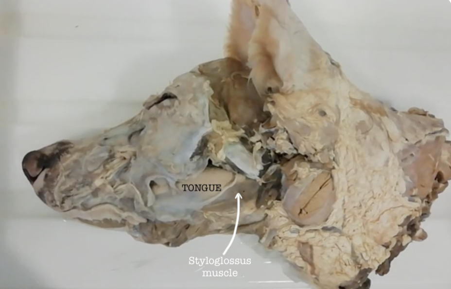 <p>Styloglossus muscle</p>