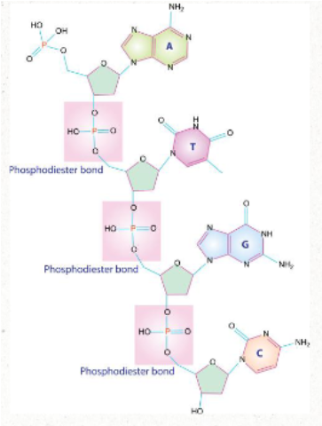 <ul><li><p>One strand of nucleic acid is generated when nucleotides attach to each other by their phosphate group</p></li><li><p>This creates what is called the sugar-phosphate backbone of the molecule</p><ul><li><p>bond is created via a <u>condensation</u> rxn</p></li></ul></li><li><p>bonding gives the molecule directionality--new nucleotides are added to the 3' end of a DNA strand</p></li><li><p>ATTACHED VIA PHOSPHODIESTER BONDS</p></li></ul><p></p>