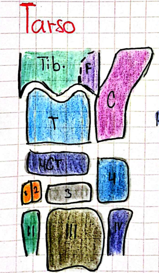 <ul><li><p><span>Tib: Tibia</span></p></li><li><p>F: Fíbula</p></li><li><p>T: Talus</p></li><li><p>C: Calcáneo</p></li><li><p>HCT (c.): Hueso Central del Tarso</p></li></ul><ol><li><p>Primer Hueso del Tarso</p></li><li><p>Segundo Hueso del Tarso</p></li><li><p>Tercer Hueso del Tarso</p></li><li><p>Cuarto Hueso del Tarso</p></li></ol><ul><li><p>II Metatarso</p></li><li><p>III&nbsp;Metatarso</p></li><li><p>IV&nbsp;Metatarso</p></li></ul><p></p>