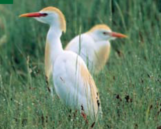 <p><span><span>Bubulcus ibis </span></span></p>