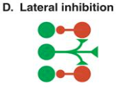 <ul><li><p>A presynaptic cell excites inhibitory interneurons and they inhibit neighboring cells in the network</p></li></ul><p></p>