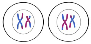 <p>Prophase II</p>