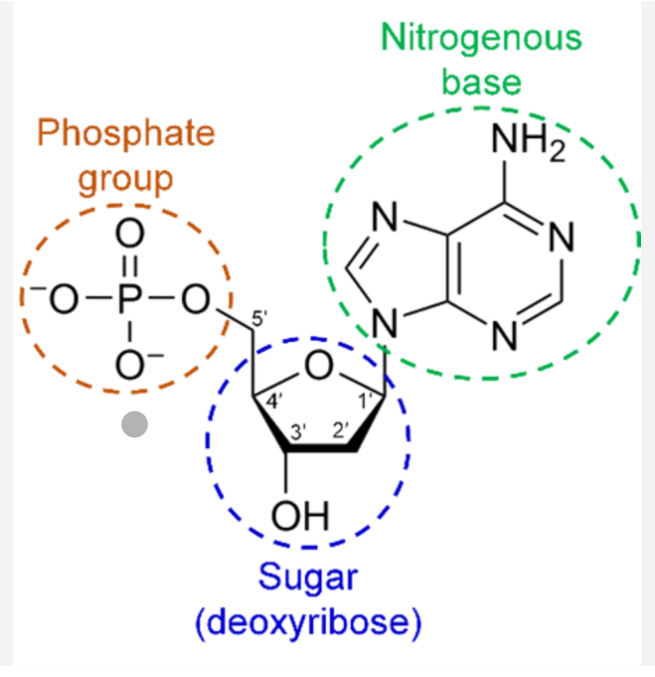 <p><span>The phosphate group</span></p>