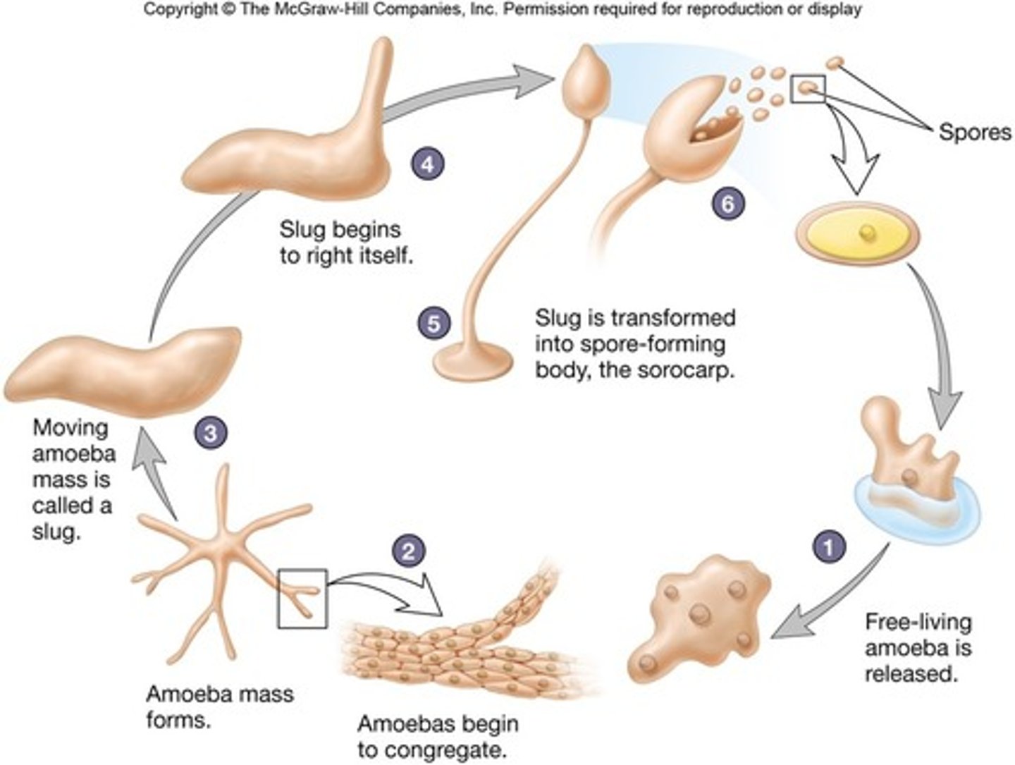 <p>- Heterotrophs that feed on decaying matter (detritivores)</p><p>- Reproduce via spores</p><p>3 multiple choice options</p>