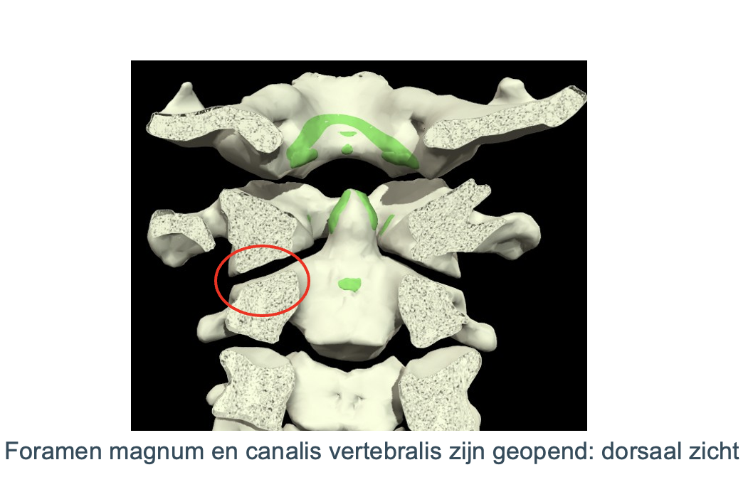 <p>Welk gewricht?</p>