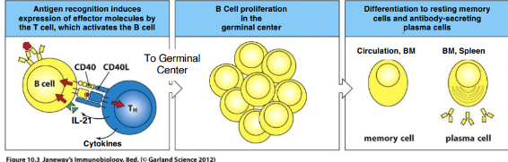 <p>-while paired, T cell expresses CD40-ligand (CD154), the primary mediator of contact-dependent T cell help (to B cells, macs, DCs)</p><p>-B cell CD40 binds T cell CD40L completing the B cell’s activation</p><p>-required for further maturation (which will take place in a germinal center)</p><p>-after the pair parts, B cell migrates into the follicle and begins proliferating, forming a germinal center</p>