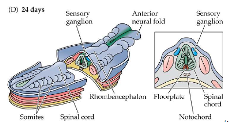 <ul><li><p>the neural tube adjacent to the somites →&nbsp; spinal cord, and the neural crest →&nbsp; sensory and autonomic&nbsp;ganglia</p></li><li><p> anterior ends of neural plate (anterior neural folds) grow together at the midline and continue to expand, eventually giving rise to the brain.</p></li><li><p>By 4-weeks the neural tube will be fully closed</p></li></ul><p></p>