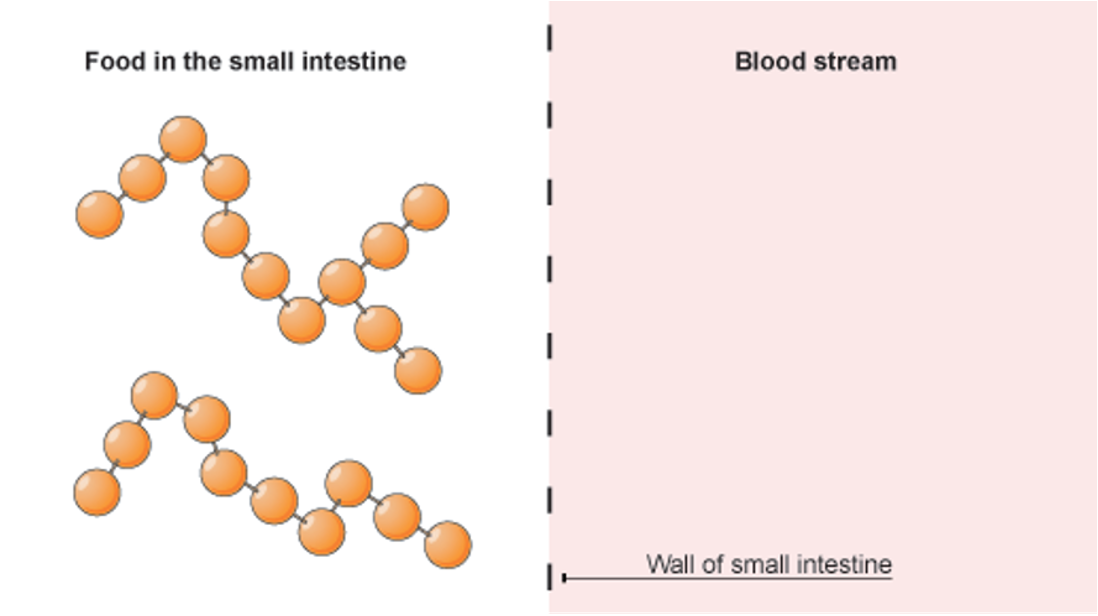<p>Small intestine function</p>