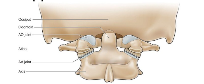 <p>occiput (back of the head) </p><p>odontoid </p><p>AO joint </p><p>atlas </p><p>AA joint </p><p>axis </p>