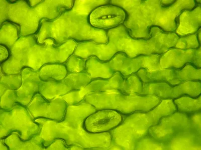 <p>stomata</p>