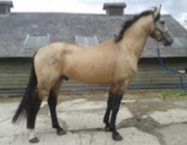 <p>golden coat with black mane and tail</p>
