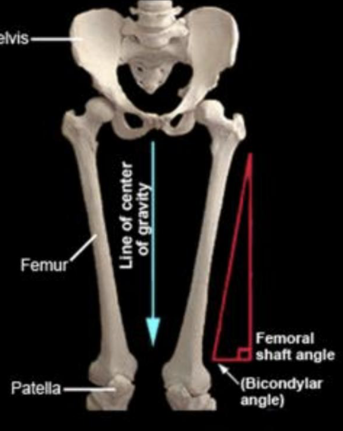 <p>angle seen in bipedals. lower femur </p>