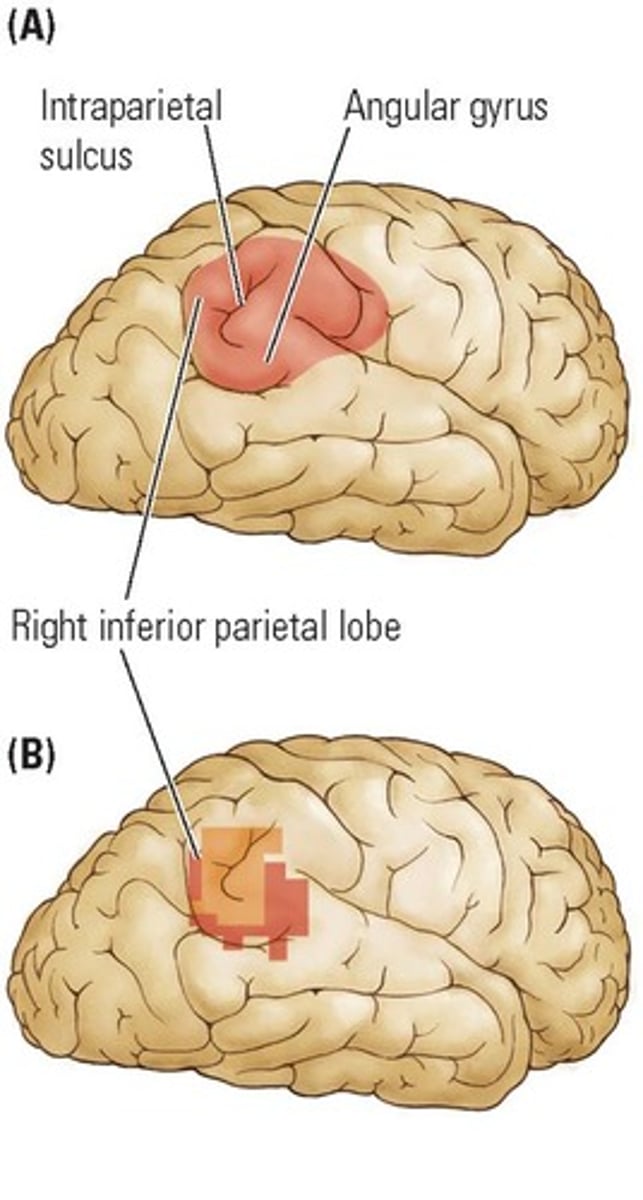 <p>Involved in the association cortex for spatial awareness.</p><p>- "where" pathway (spatial information) Dorsal Stream</p>