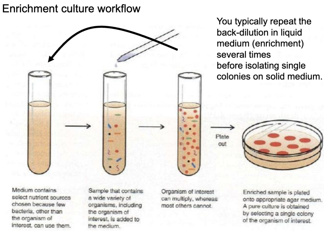 <p>culture-DEPENDENT</p><p></p><p><u>whos out there and what r they doing</u></p><p></p><p><strong>isolate individual microbes</strong>/communities w <strong>particular metabolic abilities</strong></p><p></p><p>Steps:</p><ul><li><p>inoculum from habitat w unknown # of organisms </p></li><li><p>enrichment conditions promote growth of specific microbes</p></li><li><p>positive result = organism w selected property was present (DK HOW MUCH tho)</p></li><li><p>negative = inconclusive (cant prove it DOESN’T exist)</p></li></ul><p></p><p>Workflow:</p><ul><li><p>medium w select nutrients —> sample w hella organisms —> organism of interest multiplies —> BACK dilute to first tube till enough to plate —> pure culture of organism of interest</p></li></ul><p></p>
