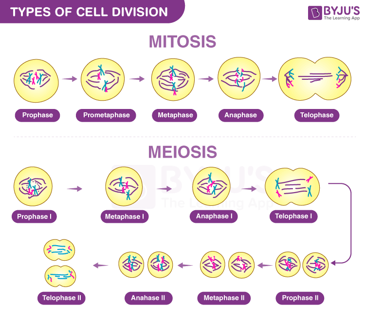 <p>Mitosis is the process of nuclear division where replicated chromosomes are separated into two new nuclei for growth and repair, <span>whereas meiosis is cell division for sexual reproduction, producing four genetically unique haploid gametes</span></p>