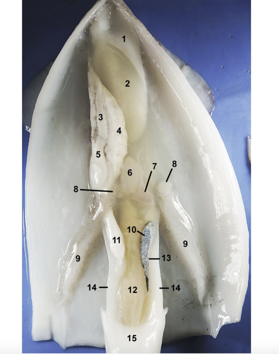 <p>Identify the labeled parts of this myopsida squid dissection.</p>