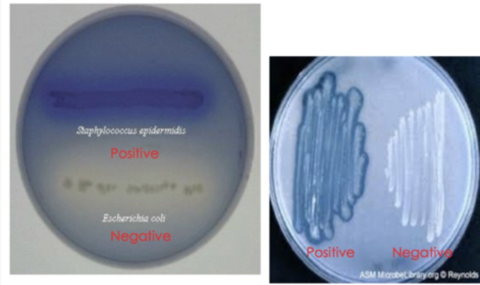 <p>What test is this?</p>