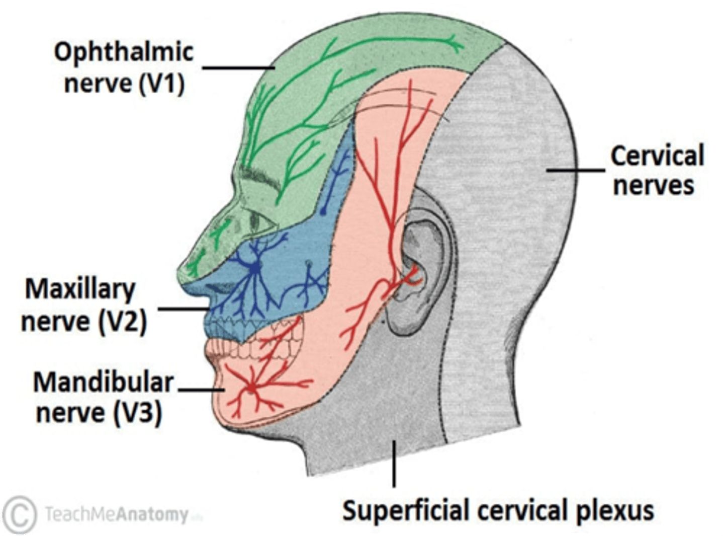 <p>Mandibular division (CN V3)</p>