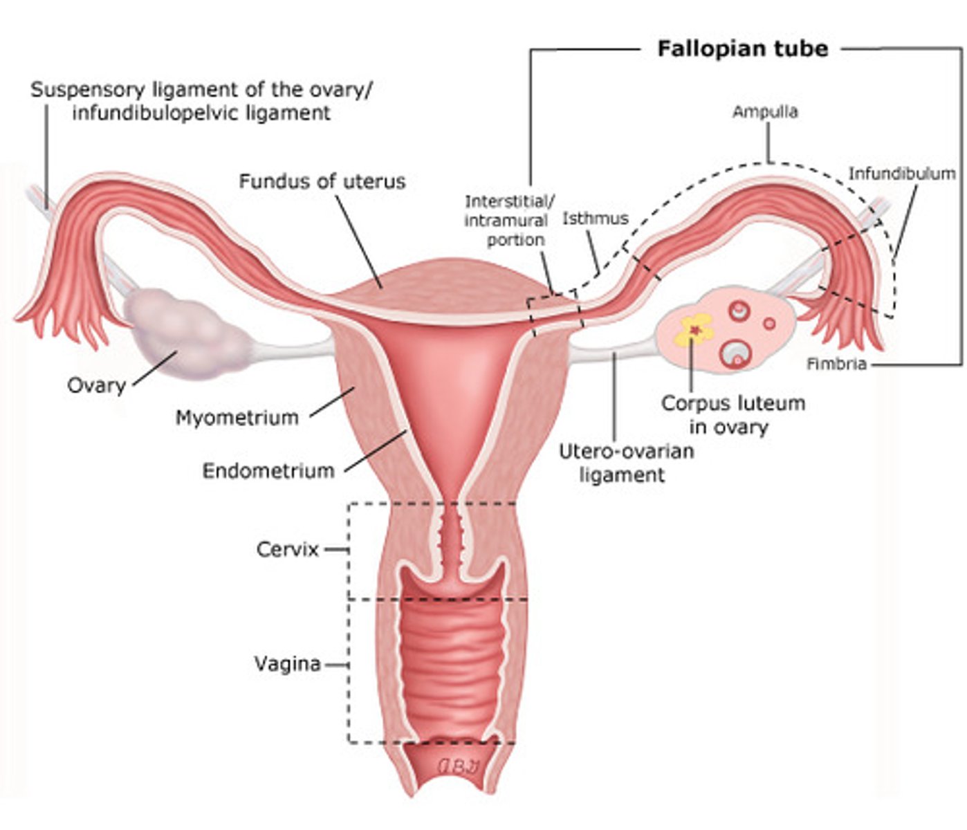 <p>Ovaries, uterine tubes/fallopian tubes, uterus, vagina</p>