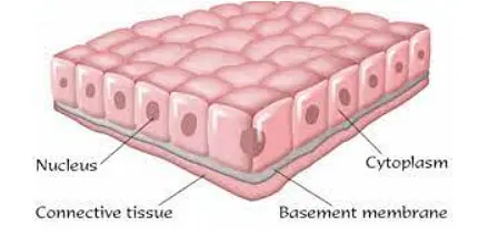 <p>Made up of cuboidal shaped cells that absorb nutrients and produce secretions.</p>