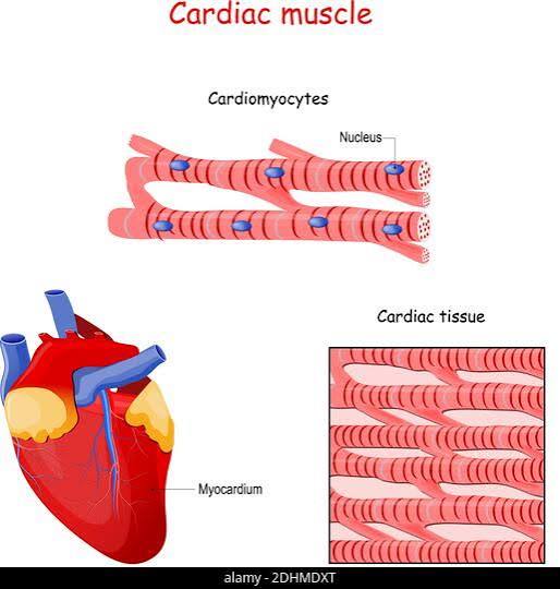 <p>Cardiac Muscle</p>