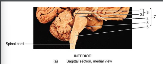 <p>(2) Inferior colliculus function </p>