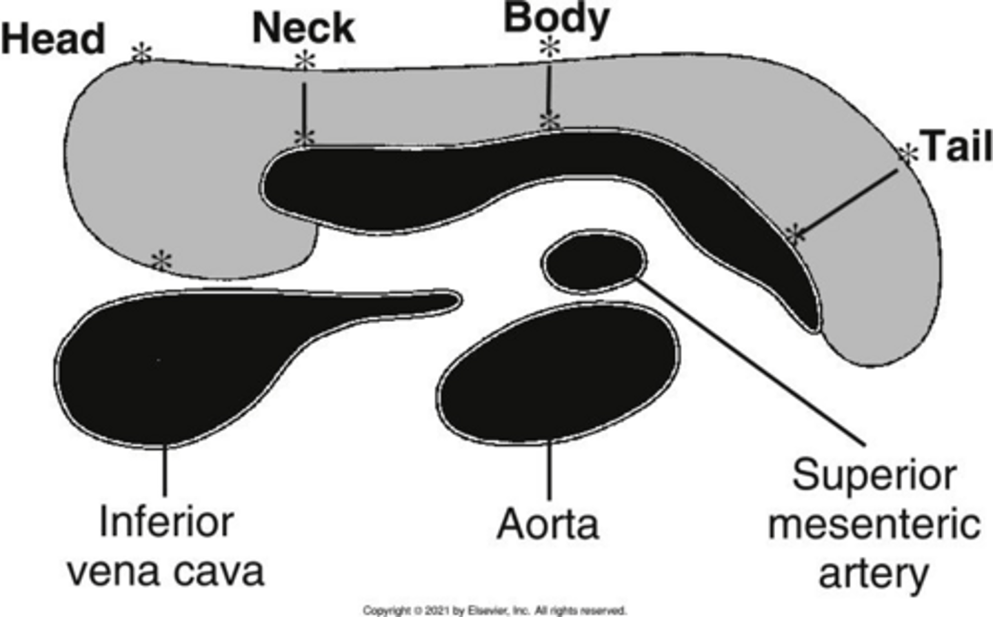 <p>It lies inferior and to the right of the body and tail, in the curve of the second portion of the duodenum.</p>