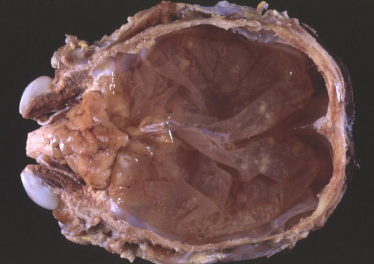 <p>What is this condition in a cow?</p>