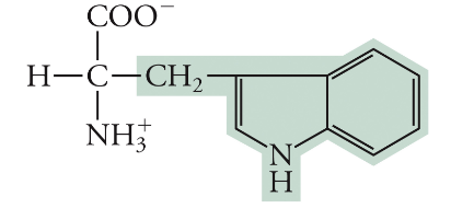 <p>Trp, W, Non-polar</p>