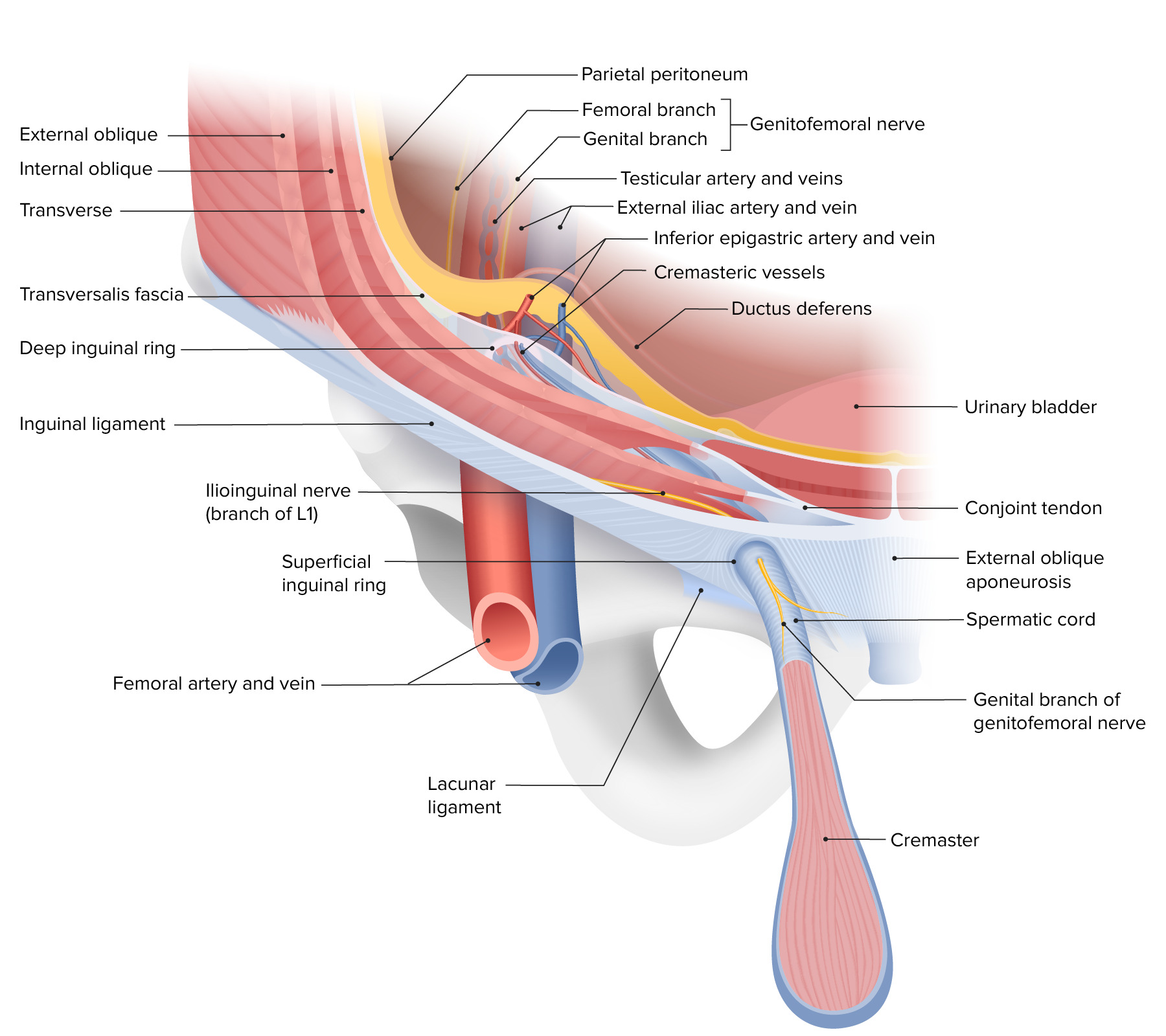 el cordon espermatico atraviesa el ___________ por encima del ligamento inguinal