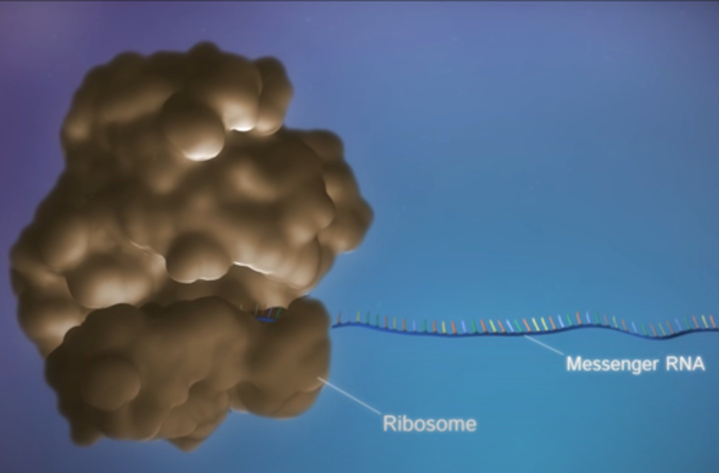 <p>The mRNA arrives at the ribosome, which binds to the mRNA. </p><p>The beginning of mRNA will always have the bases AUG because that is the start codon</p>