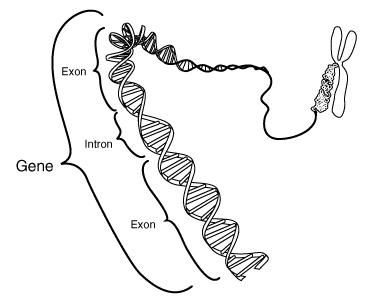 <p>Non-coding regions of a gene that are removed during RNA processing.</p>
