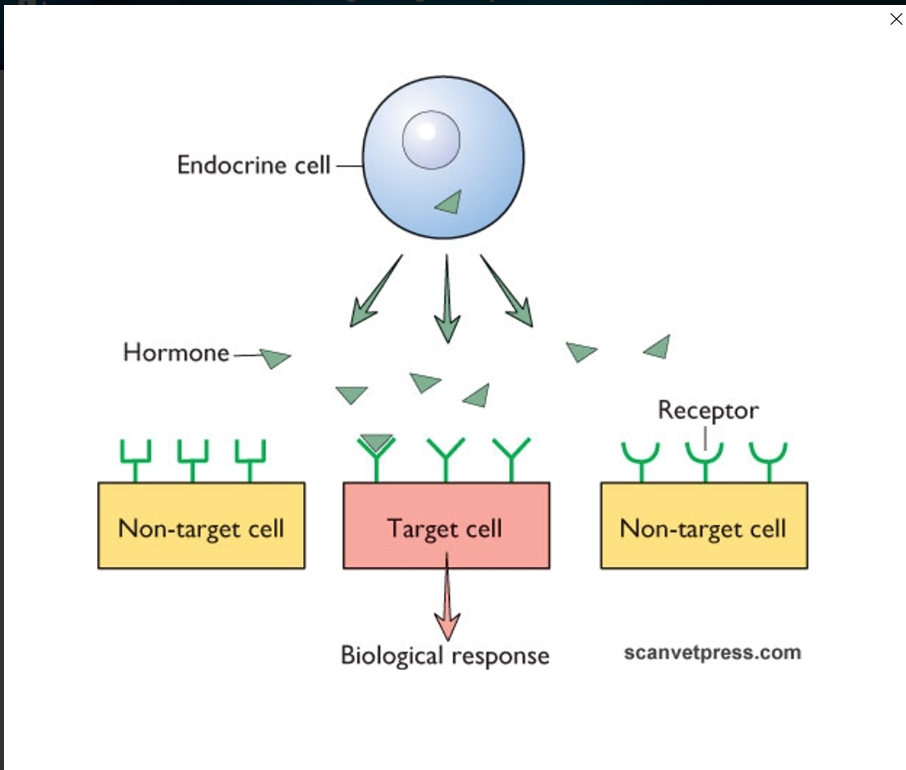<p>Sometimes:</p><ul><li><p>cell to cell contact is required</p></li><li><p>pr receptors may be needed instead</p></li></ul><p>only the target cell will have an active site that matches the signalling molecules shape</p><p></p>