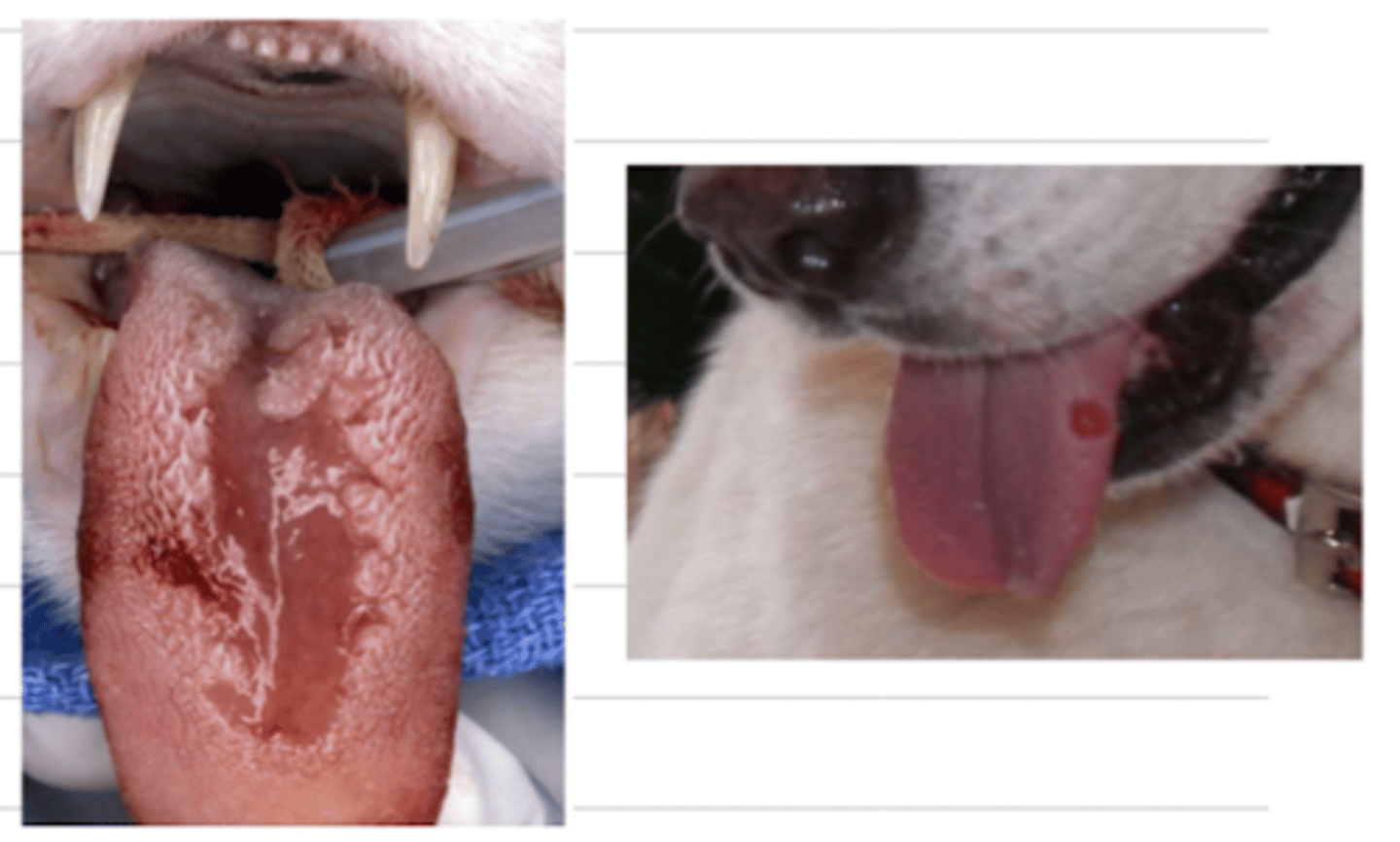 <p>what is the medical term for this issue?</p>