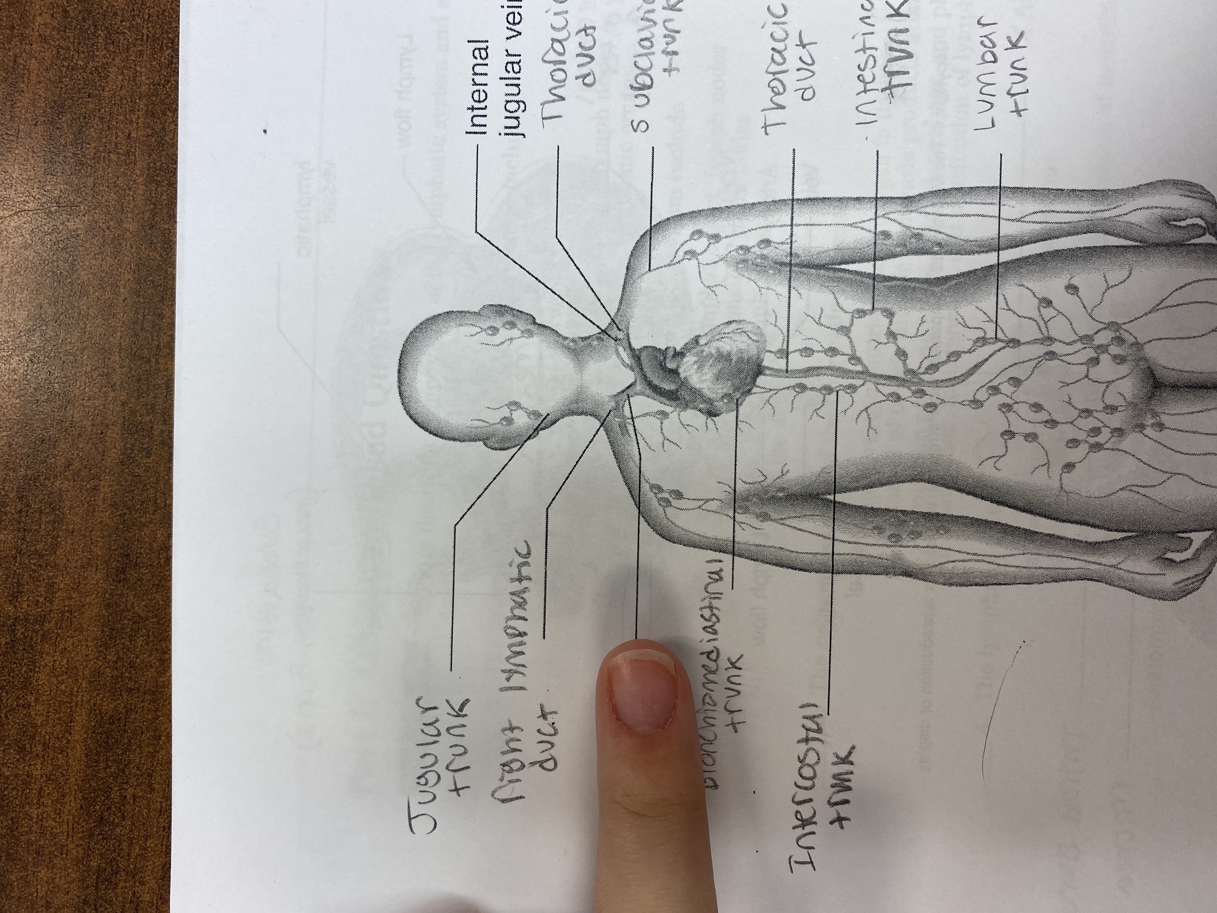 knowt flashcard image