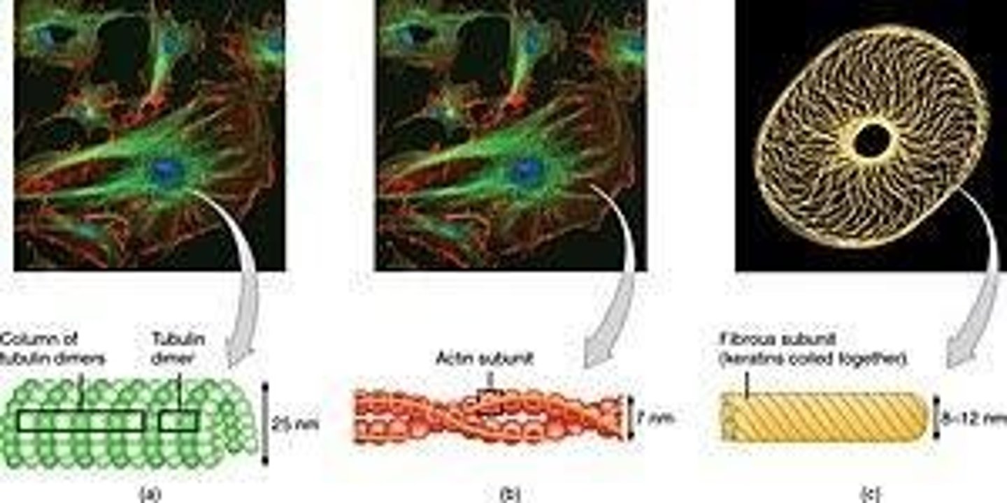 <p>Provides internal support; consists of microfilaments, intermediate filaments, and microtubules.</p>