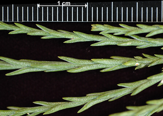 <p>Conifer. Commonly found on the western slope of the Sierra Nevada mountain range. Bark is reddish brown, spongy, ridged and cork like. Fire-resistant bark and self-pruned branches. Leaves are blue-green, scale like, sharply pointed or awl-shaped. Small cones ~2in long form late summer and mature the following summer, oval shaped brown and woody.</p>