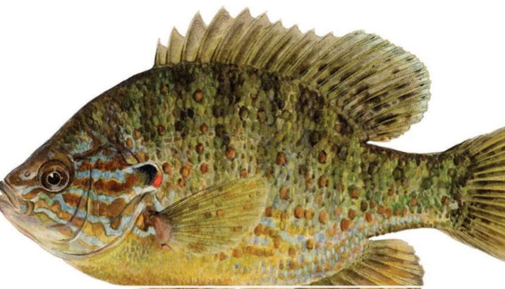 <p>Lepomis gibbosus</p>
