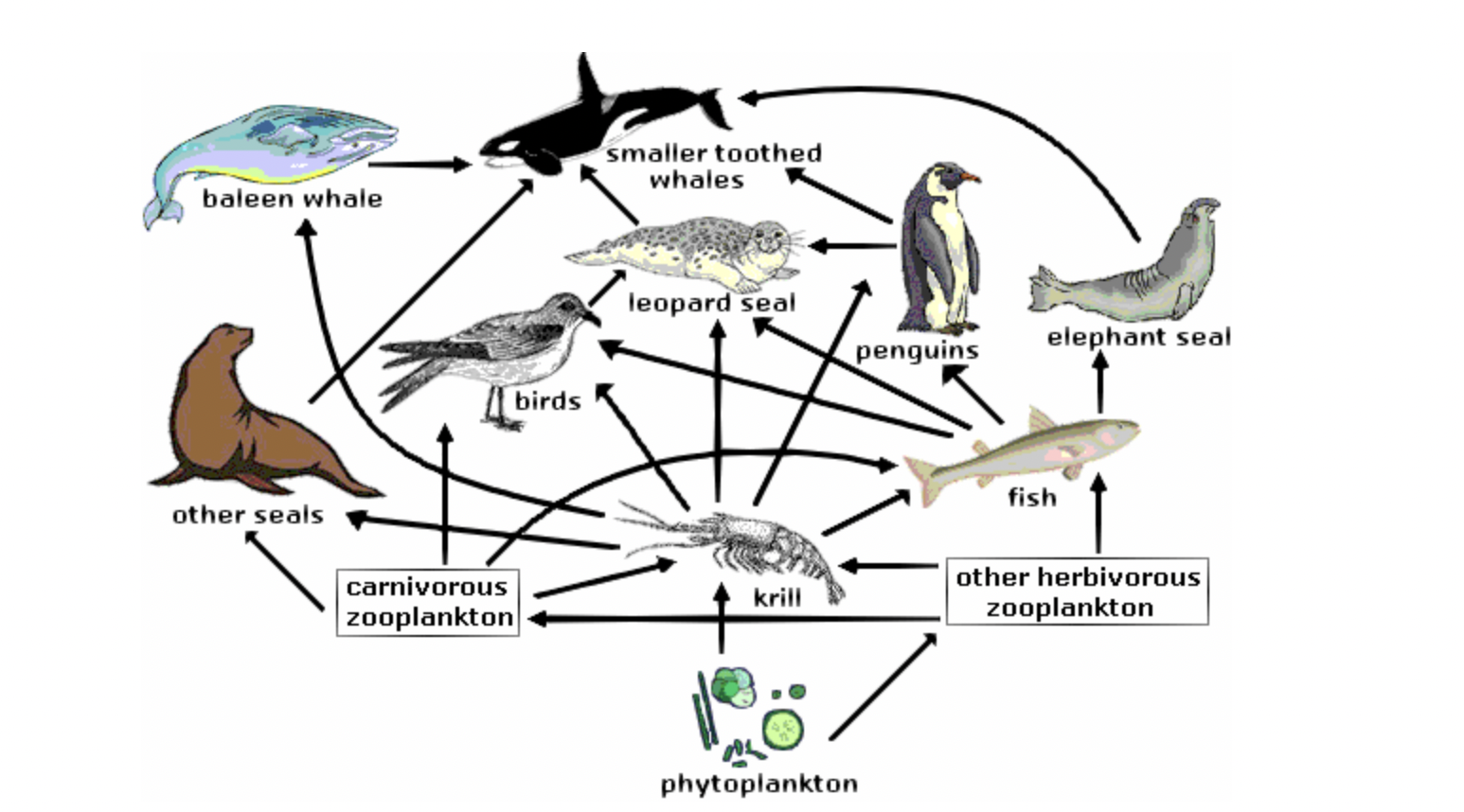 <p>According to the food web shown, which group below lists only secondary consumers?</p>