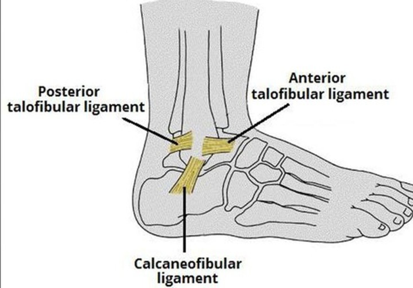 <p>The structure at greatest risk during an inversion sprain.</p>