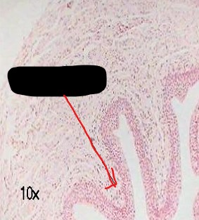 <p>identify the image</p>