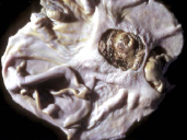 <p>What does this pig have? 3 possible differential causes.</p>