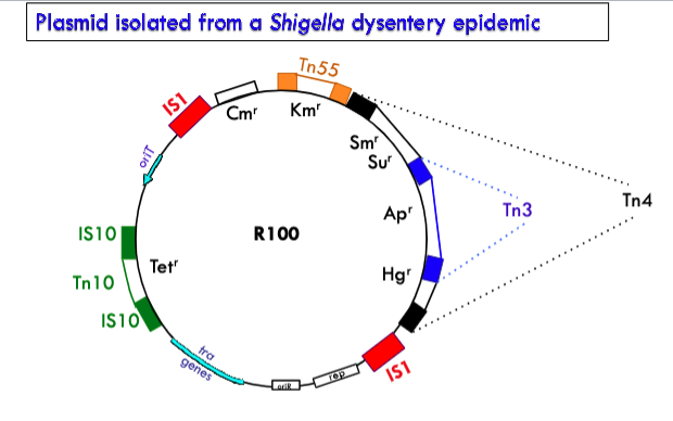<p>how did all the drug resistance genes on a plasmid isolated from a shigella dysentery epidemic form?</p>