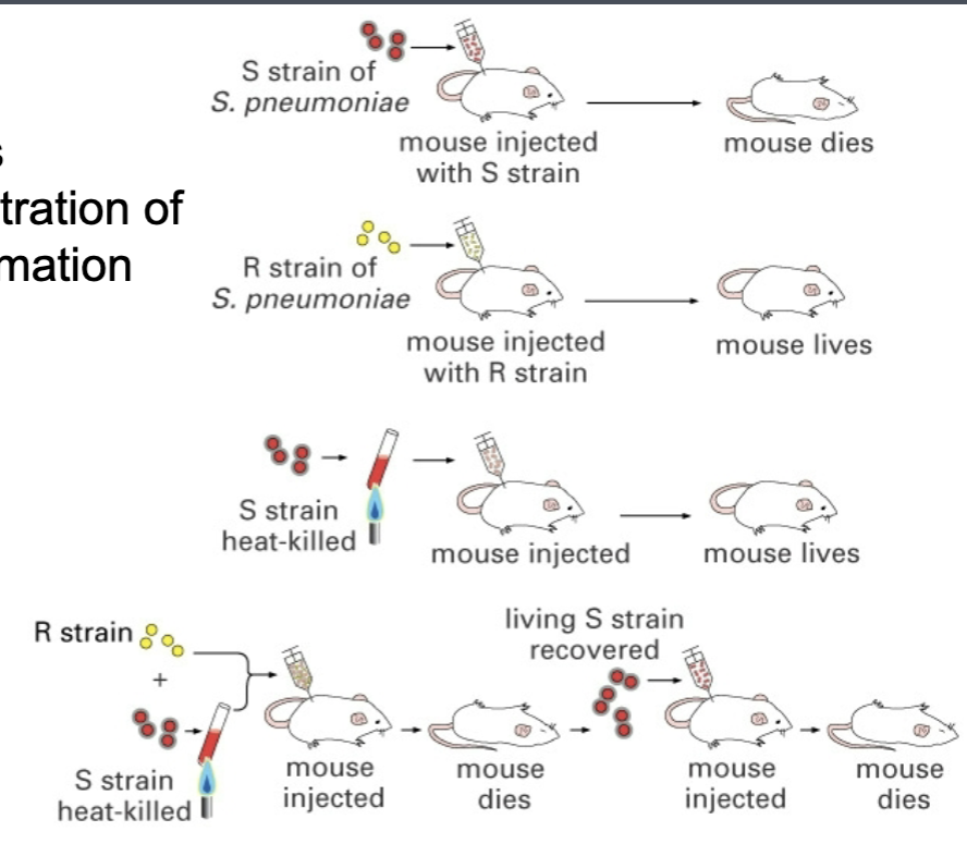 <ul><li><p>frederick griffith - studied streptococcus pneumococcus pathogenicity, showing that material could be transferred from a heat killed virulent strain to a non virulent strain making the non virulent strain virulent</p></li><li><p>the process of transformation</p></li></ul><p></p>