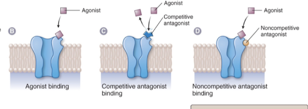 <p><strong>Kompetitiv</strong>: Påverkar endast <u>potensen</u>; ifall den konkurrerar ut antagonist och binder in kommer efficacy (respons) att vara samma. </p><p><strong>Icke-kompetitiva</strong>: Påverkar endast efficacy, här kan agonist fortfarande binda in men det förblir inaktivt; ingen efficacy (respons). </p>