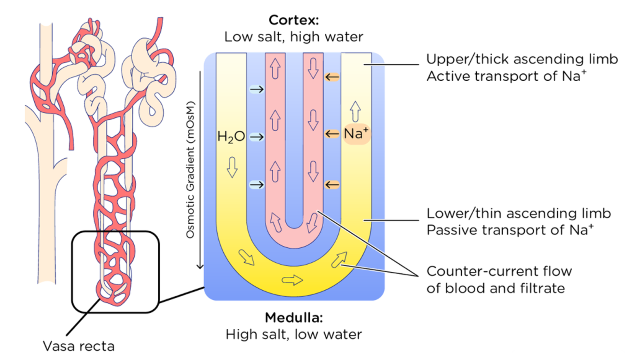 <p>•Beyond the PCT, the <strong><u>permeability of the renal tubule epithelium changes</u></strong>.</p><p>•The descending limb is more permeable to water.</p><p>•The ascending limb is more permeable to sodium ions.</p><p><span>•Water can leave the <strong><u>descending limb of the loop of Henle</u></strong> but not the ascending limb as the channel proteins for water (aquaporins) are absent in the cells forming the ascending limb.</span></p><p><span>•The opposite happens for sodium, potassium and chloride ions which are both <strong><u>actively and passively transported in the ascending limb</u></strong>.</span></p>