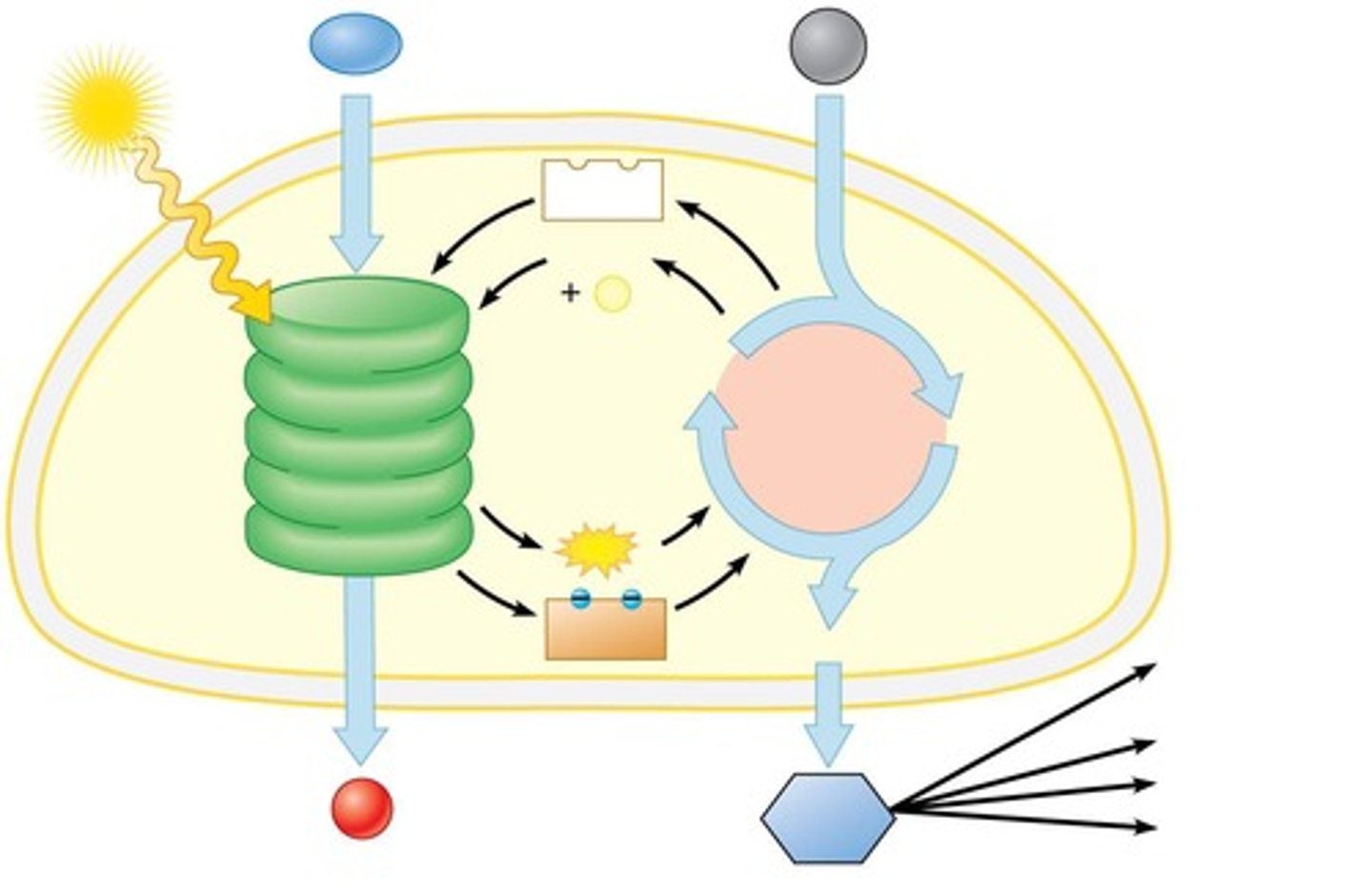 <p>Light reactions and the Calvin cycle.</p>