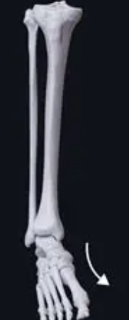 <p>involves the movement of the ankle, in which the sole of the foot moves toward the midline of the body.</p>
