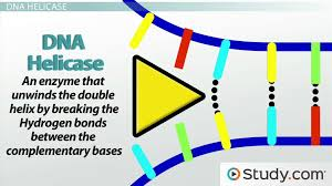 <p>What is the role of <strong>helicase</strong> during DNA replication?</p>