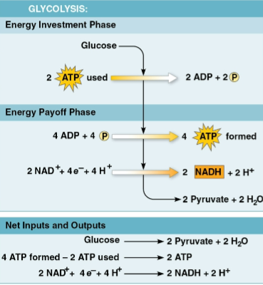 <p>Glycolysis</p>